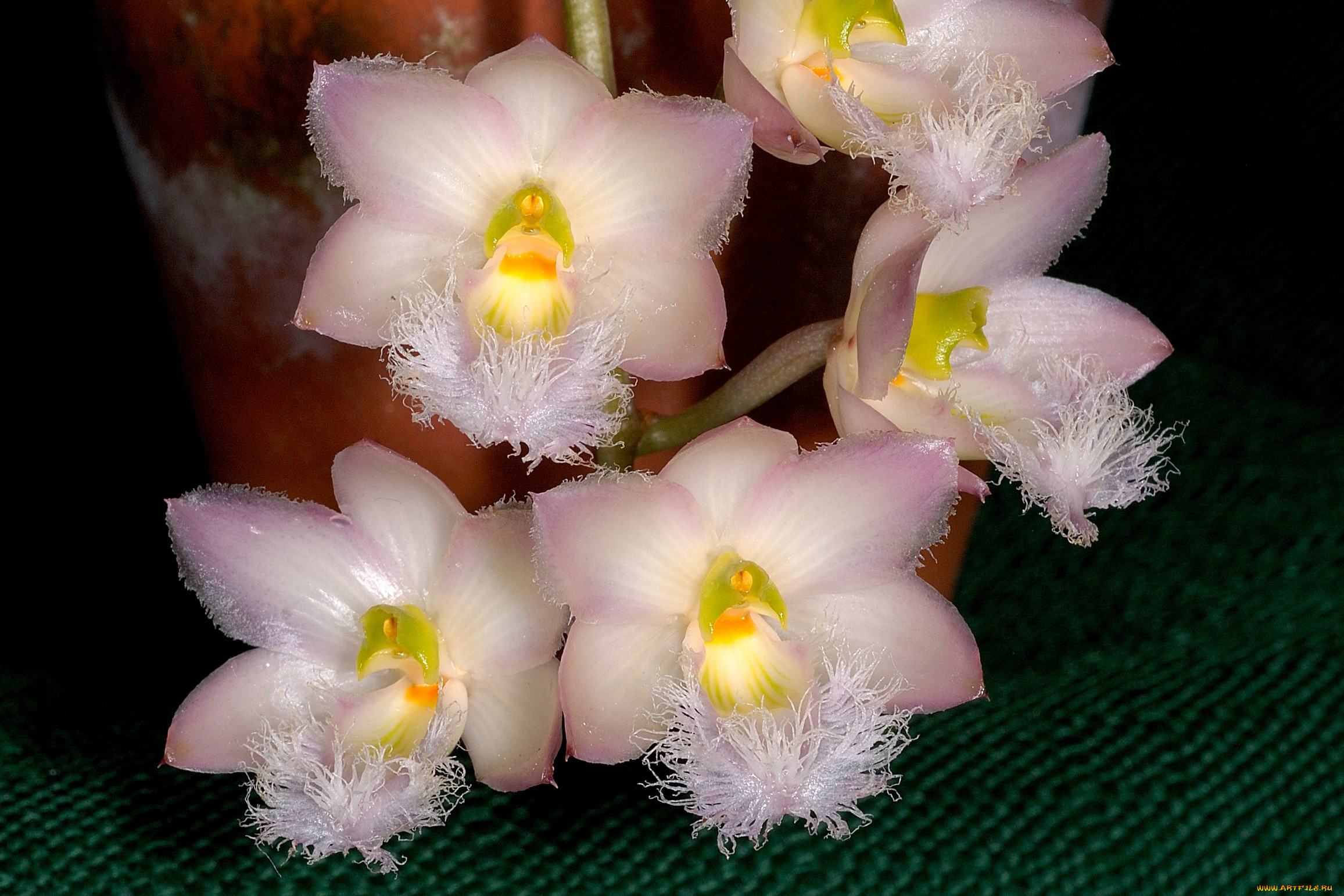 амстердам орхидея